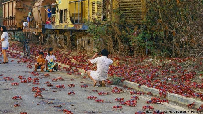 Our beautiful planet: Christmas Island′s red crabs on the march |  Environment | All topics from climate change to conservation | DW |  10.09.2018